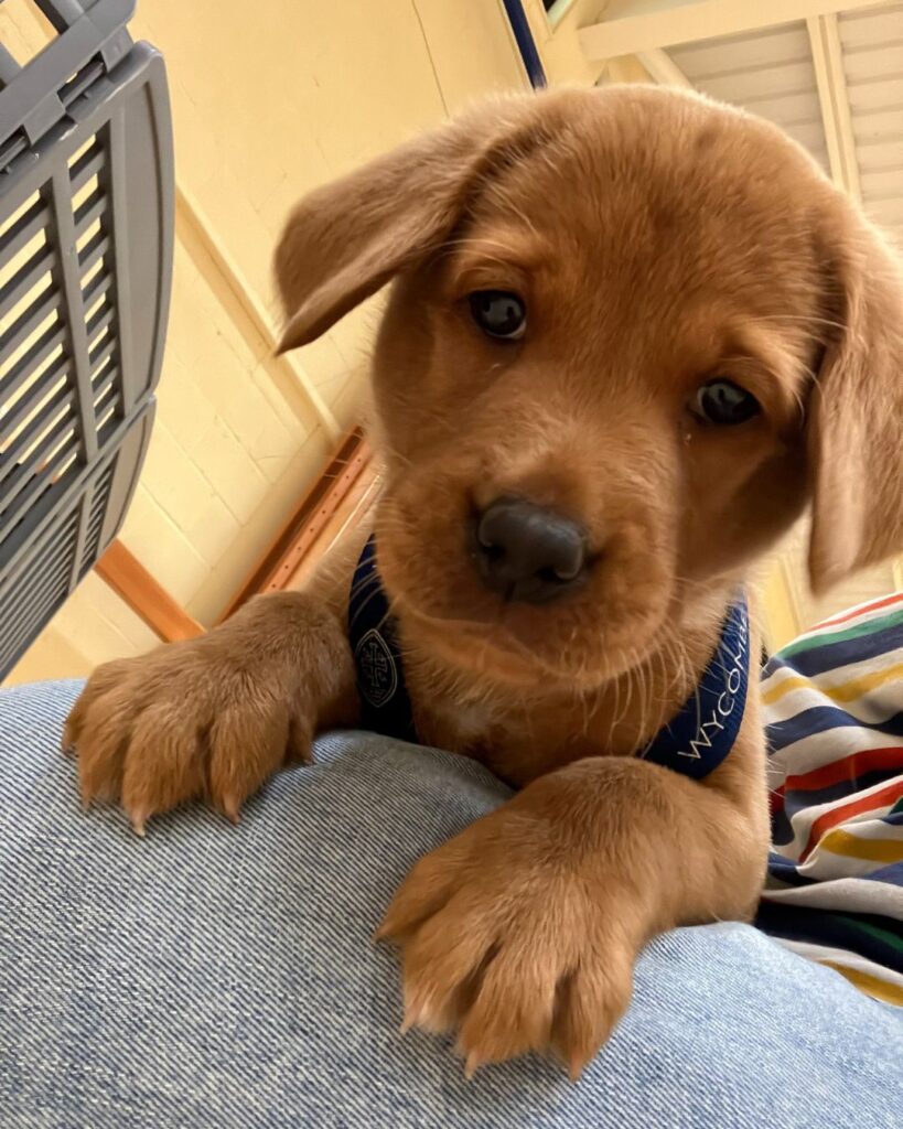 A fox red labrador puppy with a Wycombe Abbey branded lanyard around its neck.