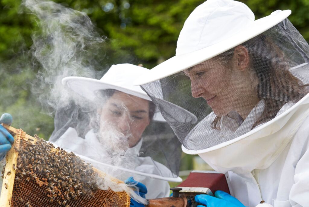 Pupils attending to to the bees.