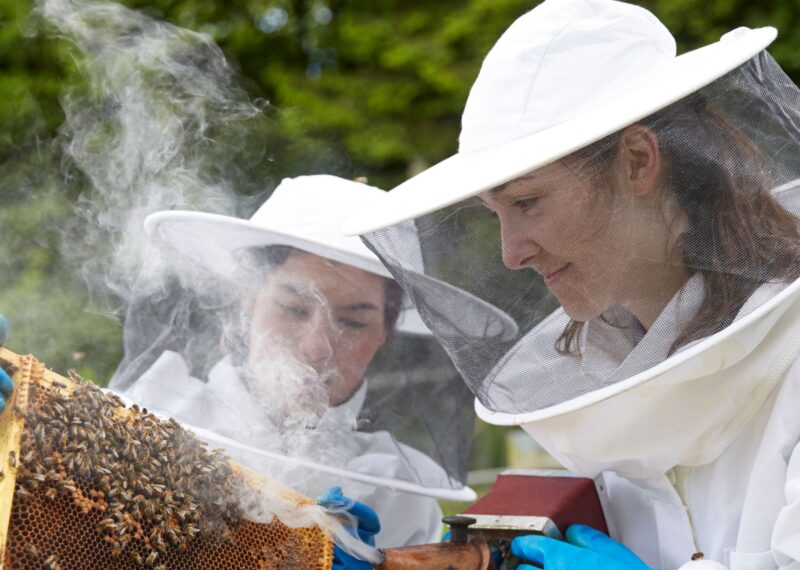 Pupils attending to to the bees.