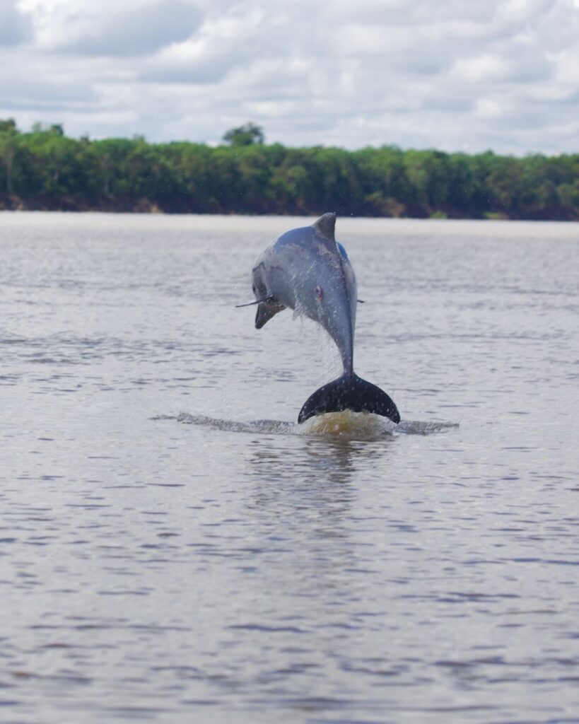 A dolphin leaping out of the water.