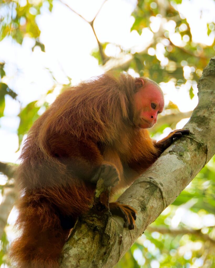A monkey climbing a branch.
