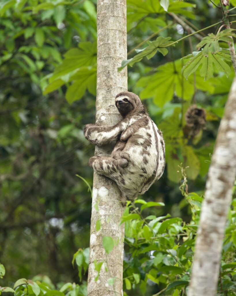 A sloth up a treee.