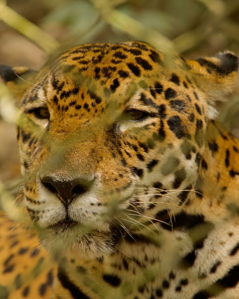 A tiger.