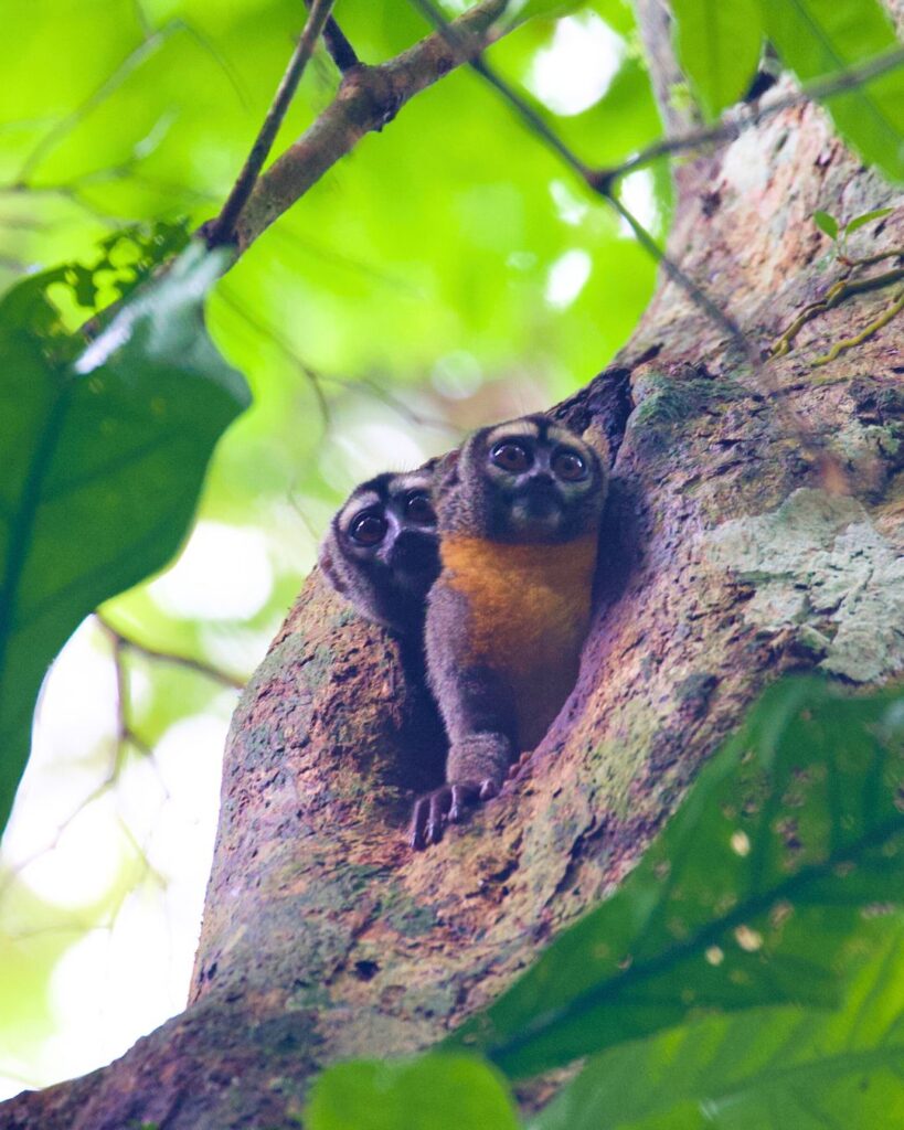 Two small monkeys in a tree.